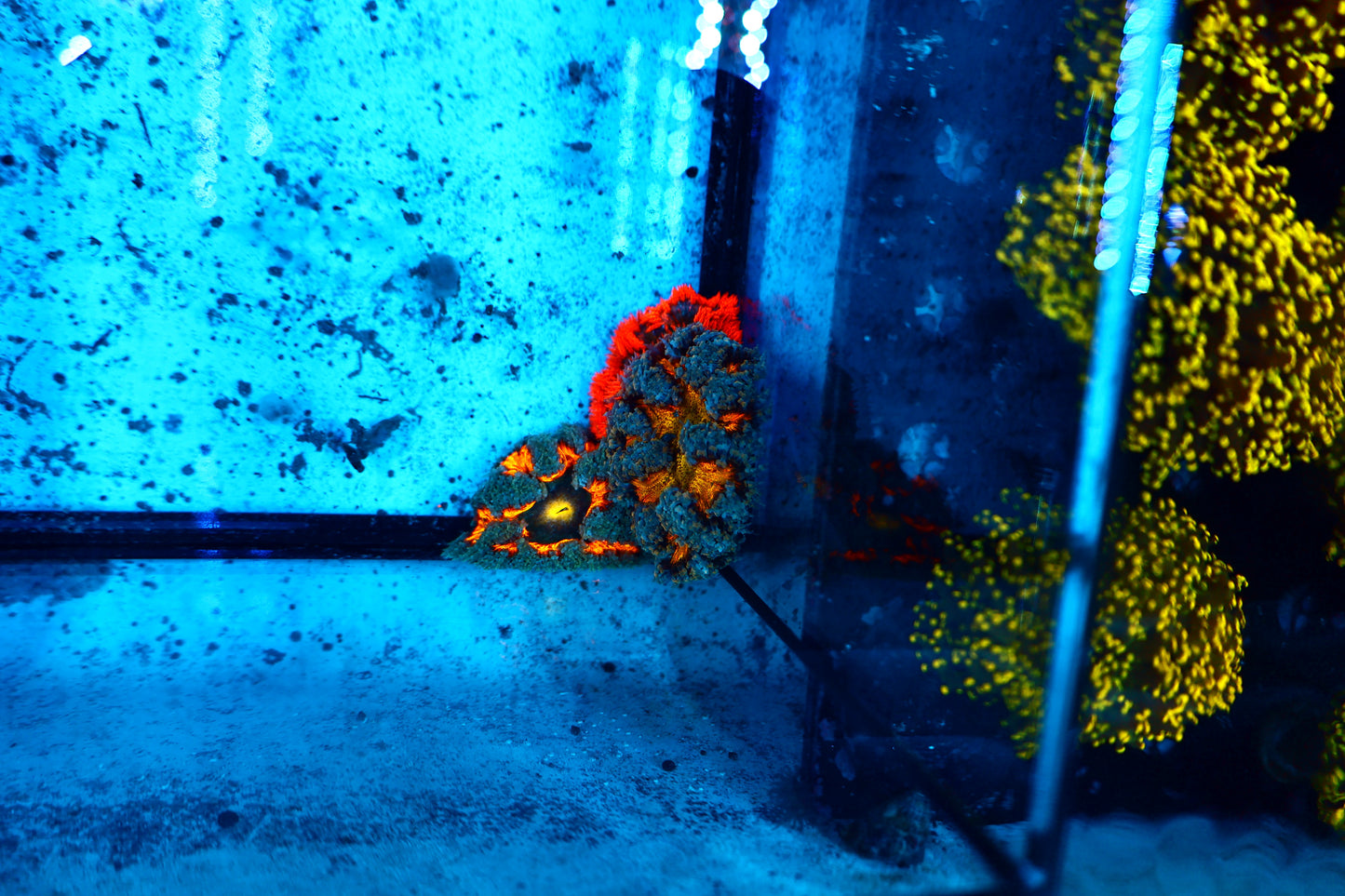 Rock Flower Nem No WYSIWYG(price is for each one)