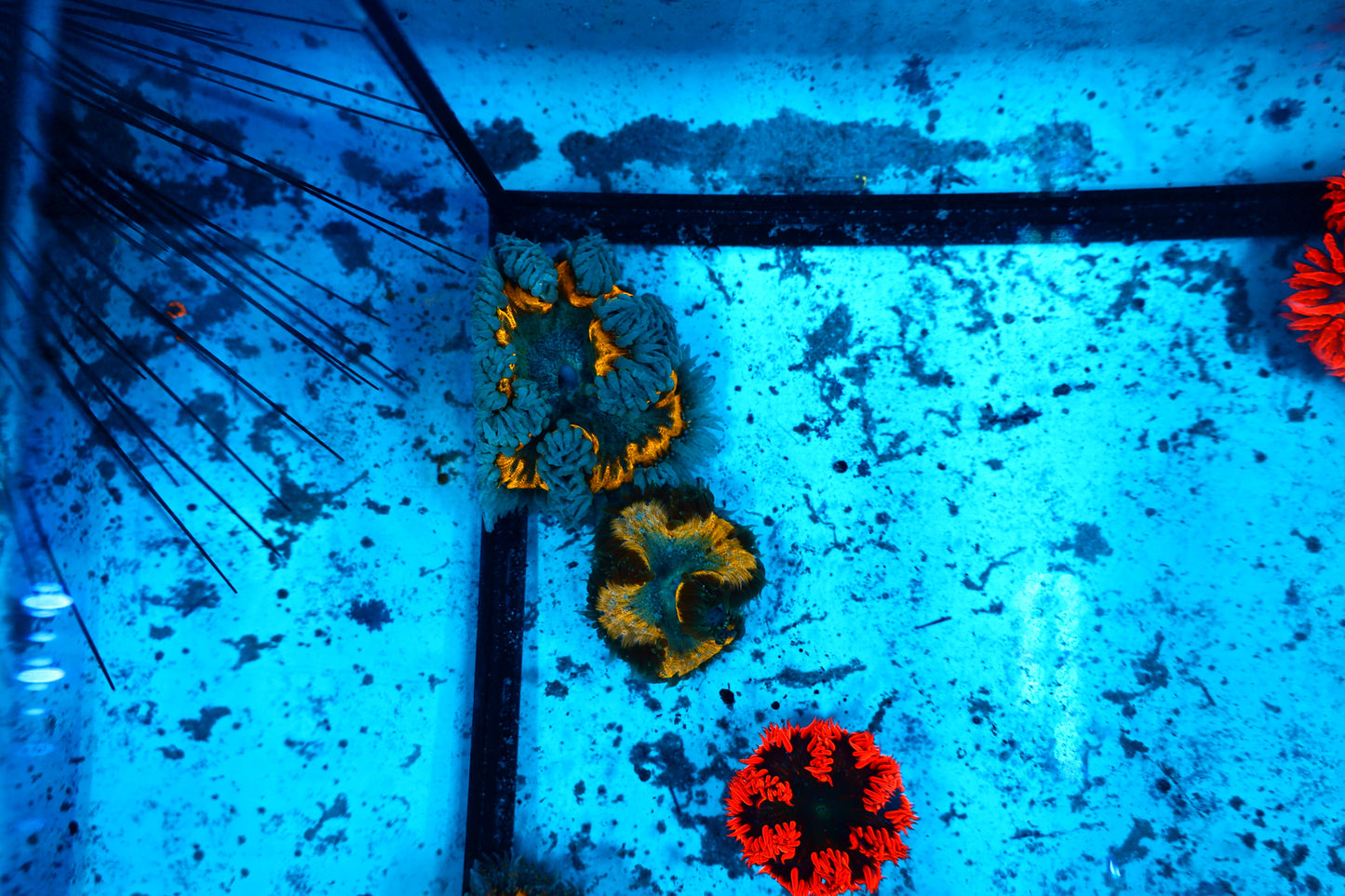 Rock Flower Nem No WYSIWYG(price is for each one)