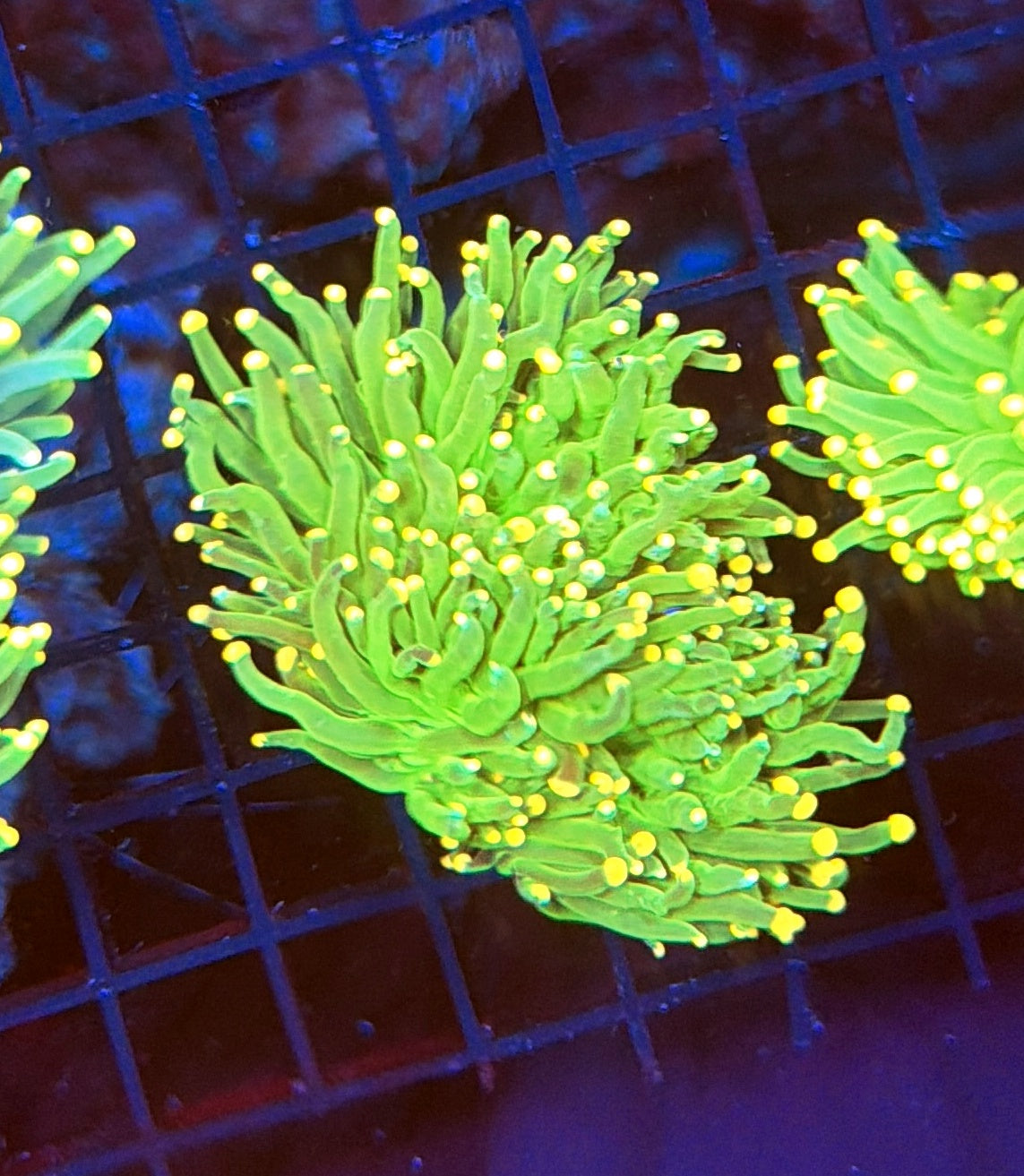 Yellow Tip Torch no flesh recovery head (read carefully below)