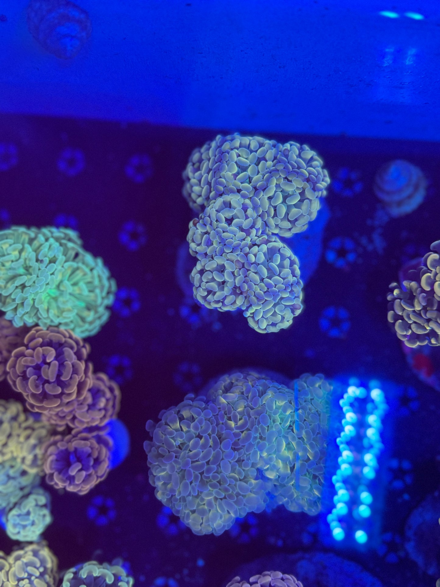 Hammer frags special (Non-WYSIWYG, mix matches)