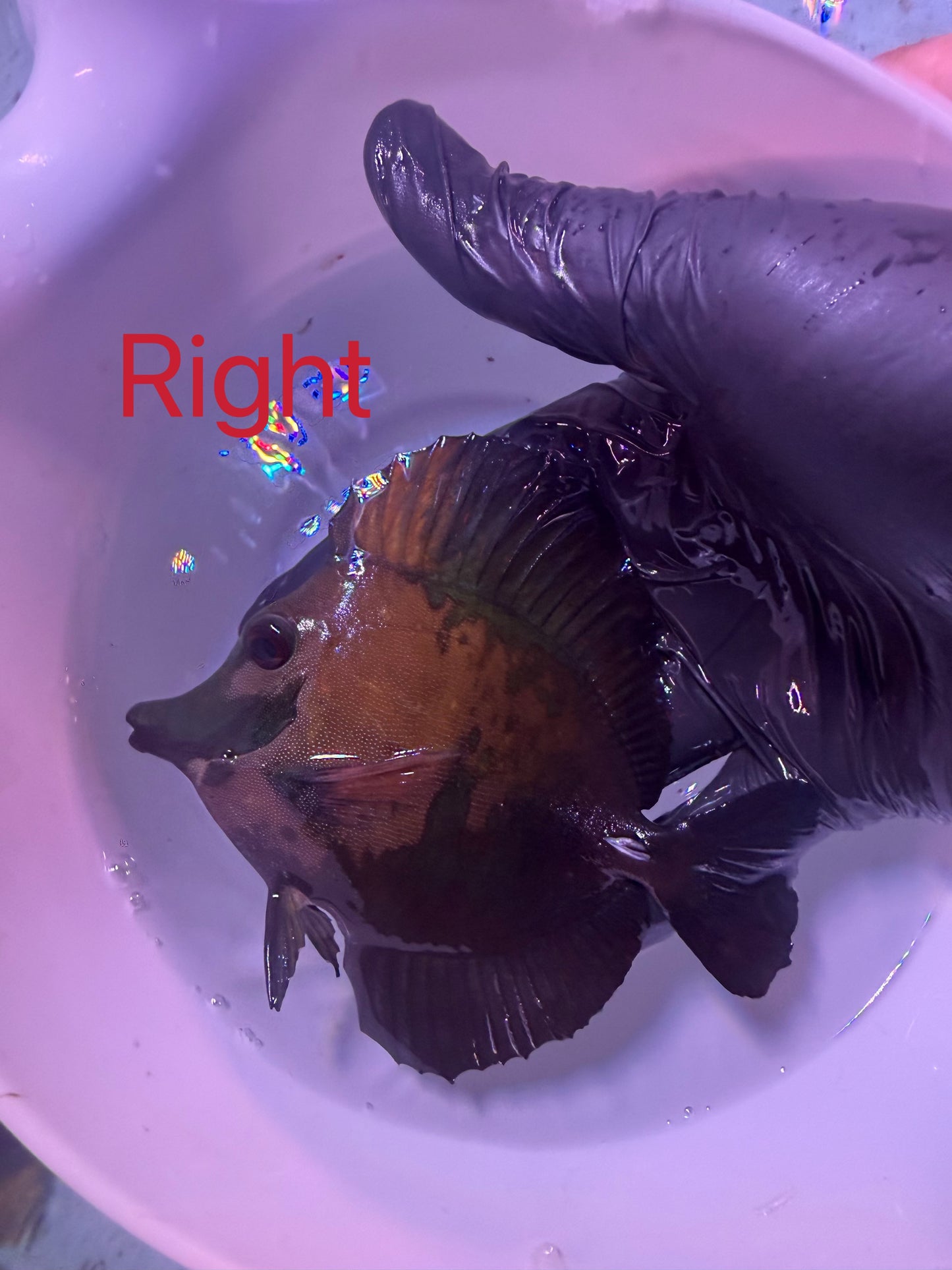 S grade Koi tang #1 (This fish can’t combine free shipping with corals)