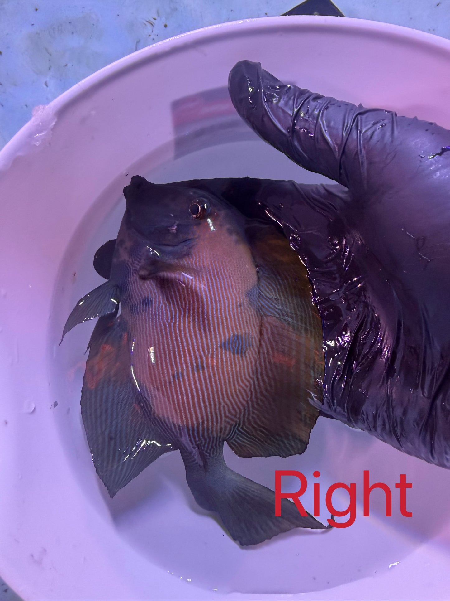 Koi tang #2 (This fish can’t combine free shipping with corals)