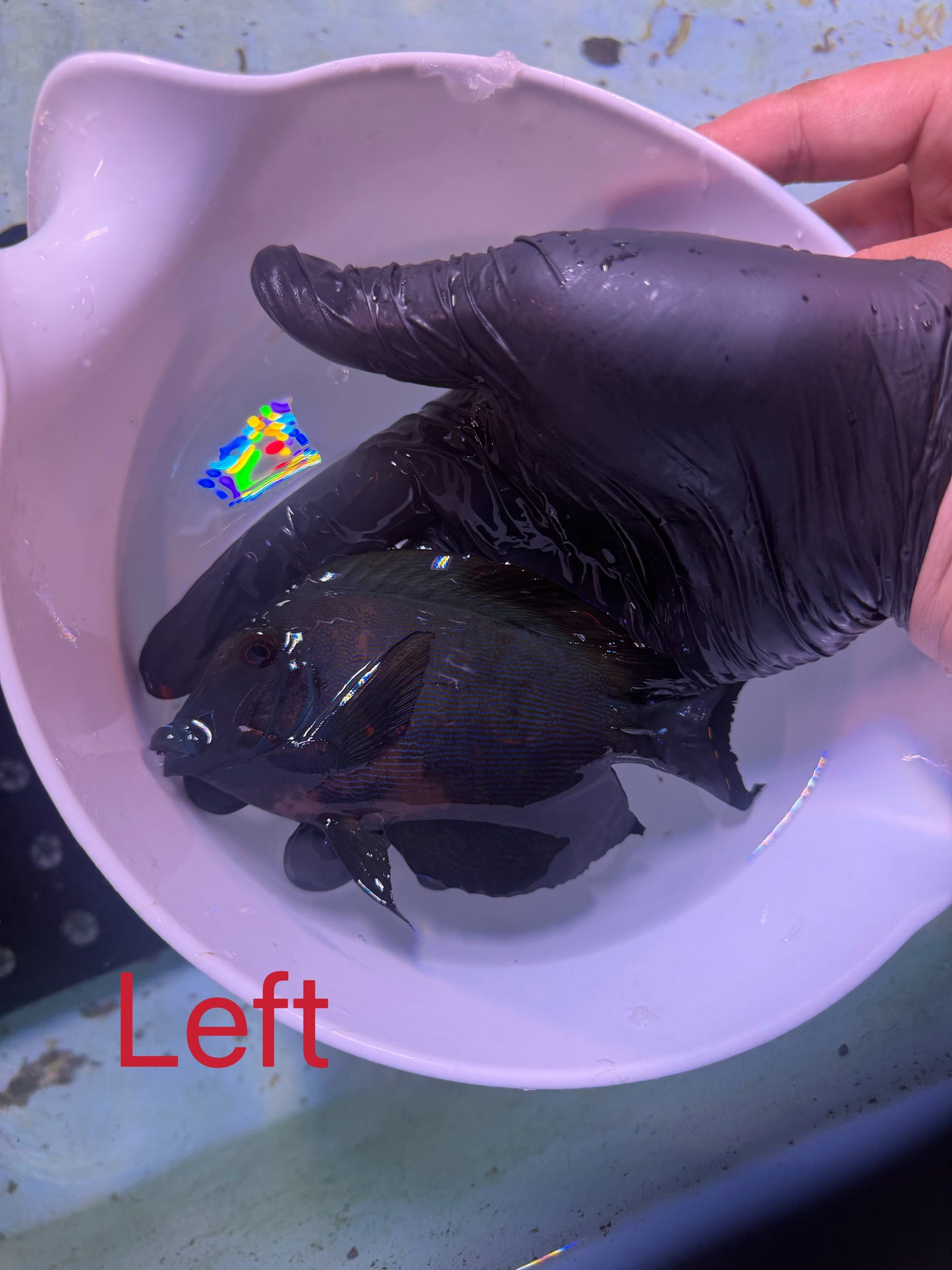 Koi tang #3 (This fish can’t combine free shipping with corals)