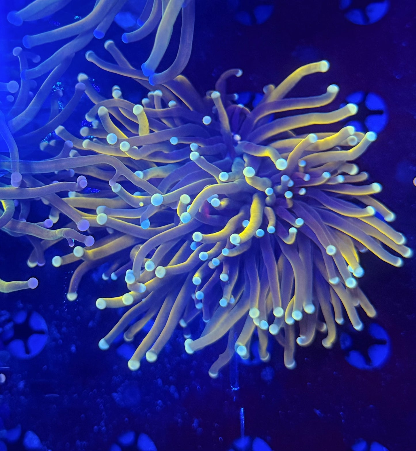 Malay HG variant recovery head L (please read description carefully)