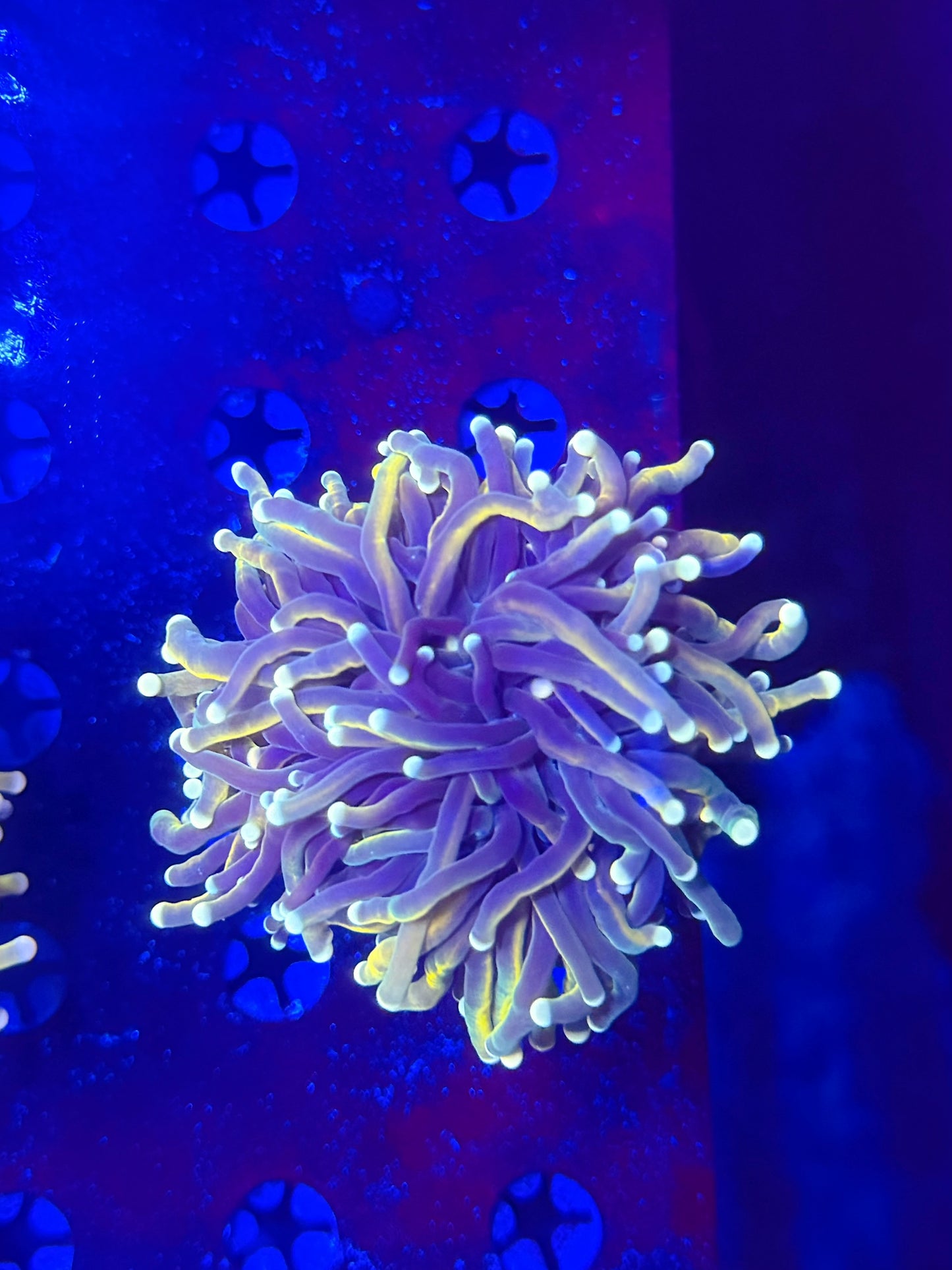 Malay HG variant recovery head L (please read description carefully)