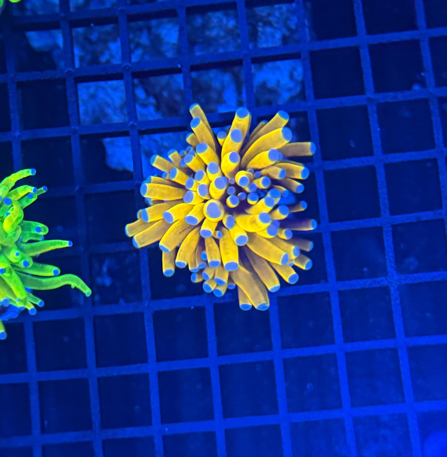 Tartar gold recovery head