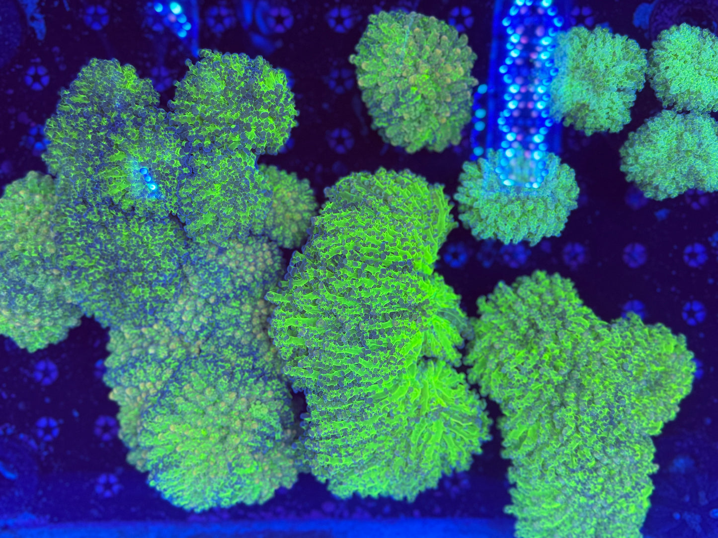 Malaysia noodle frogspawn (per head NOT WYSIWYG)
