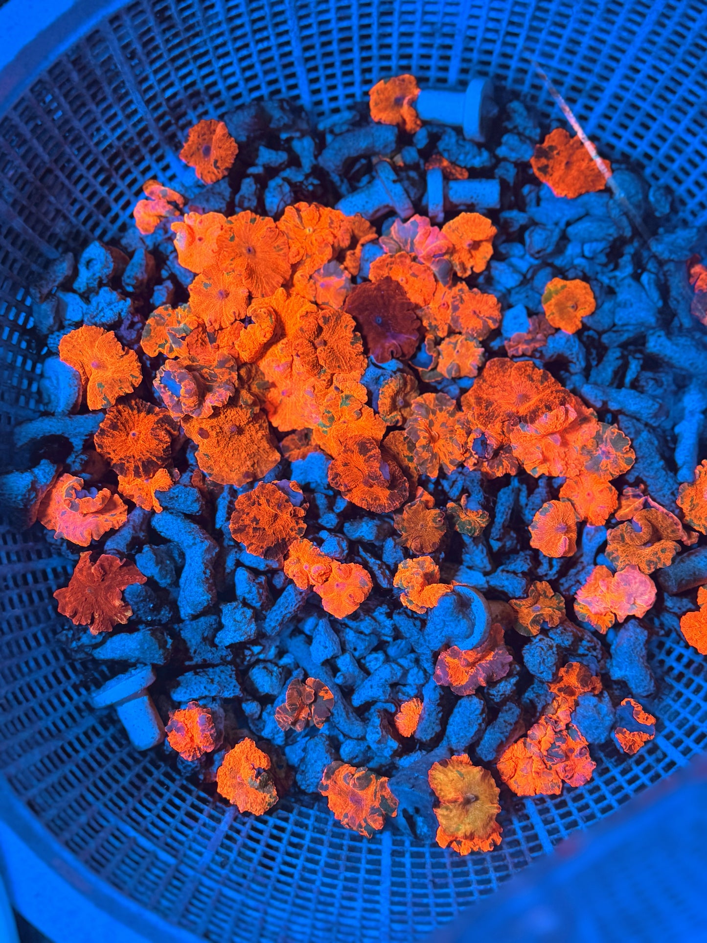 Candy crush / Deadpool mixed (please carefully read descriptions)