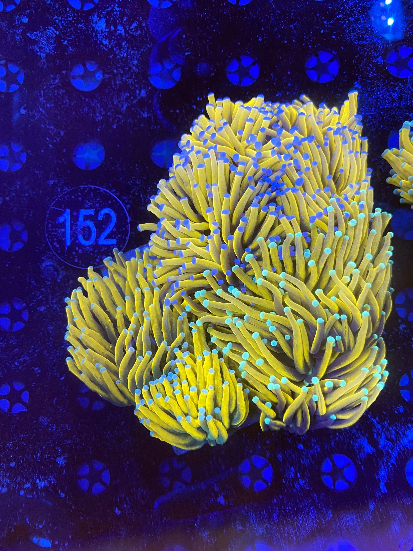 Asian banana, sun god, banana grail & gold mixed plate 6 heads