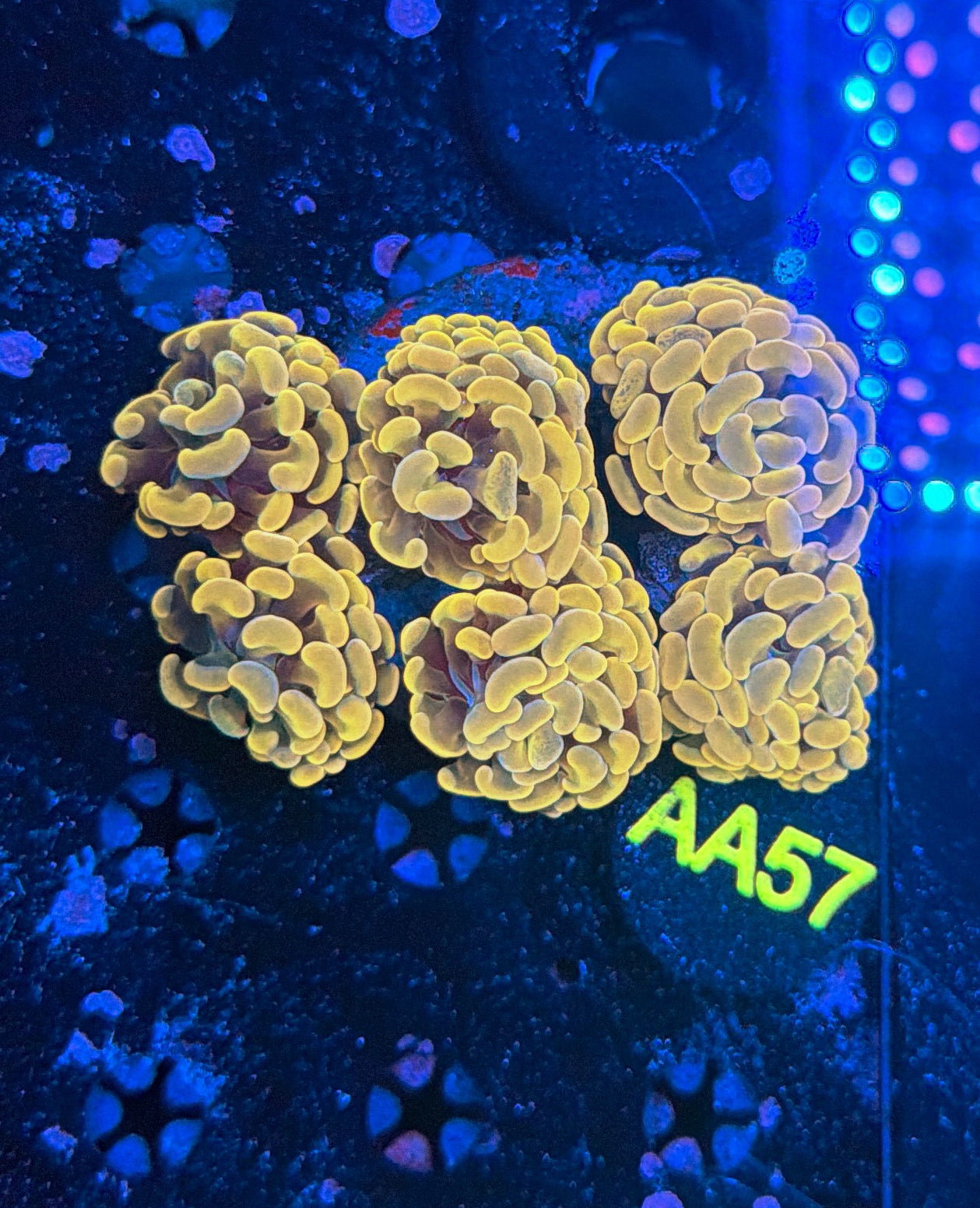 Indo hammer colony