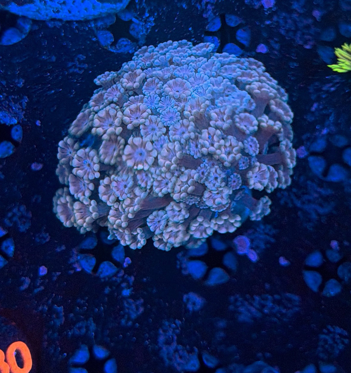 Rainbow alveopora