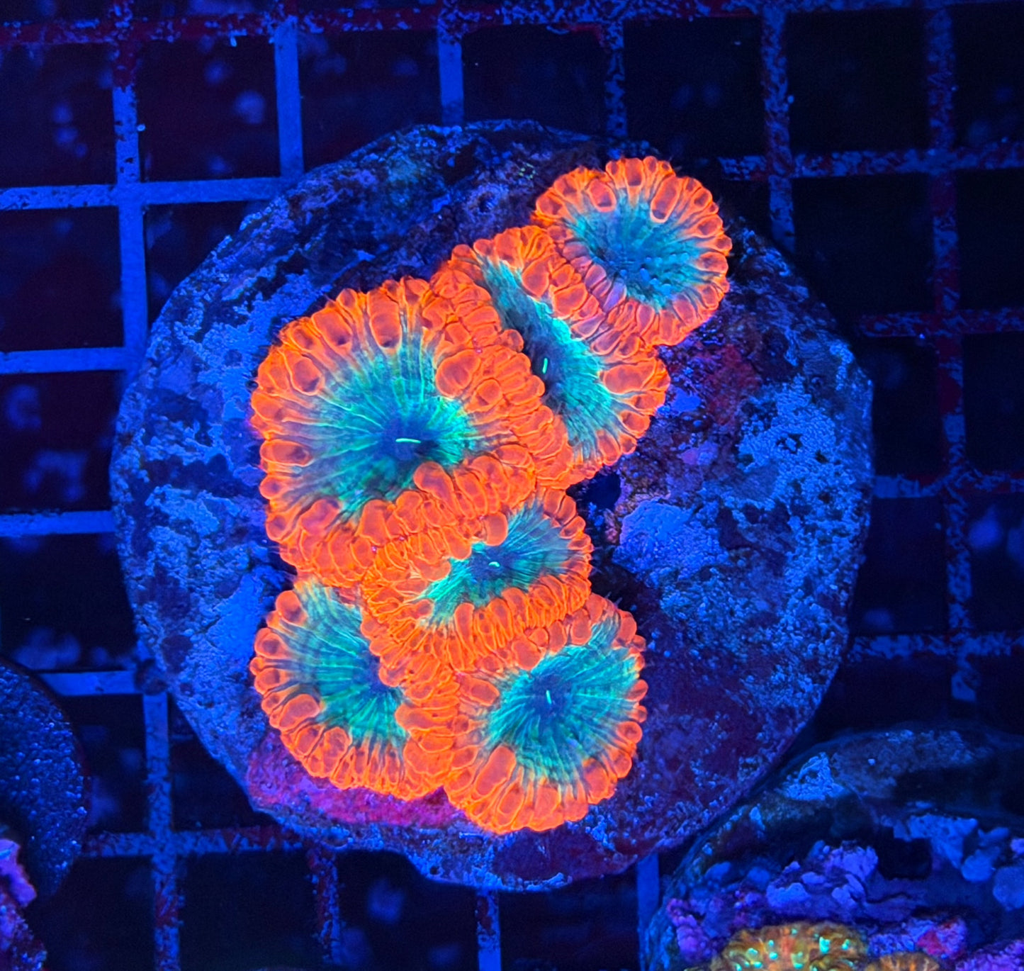 Rainbow blasto