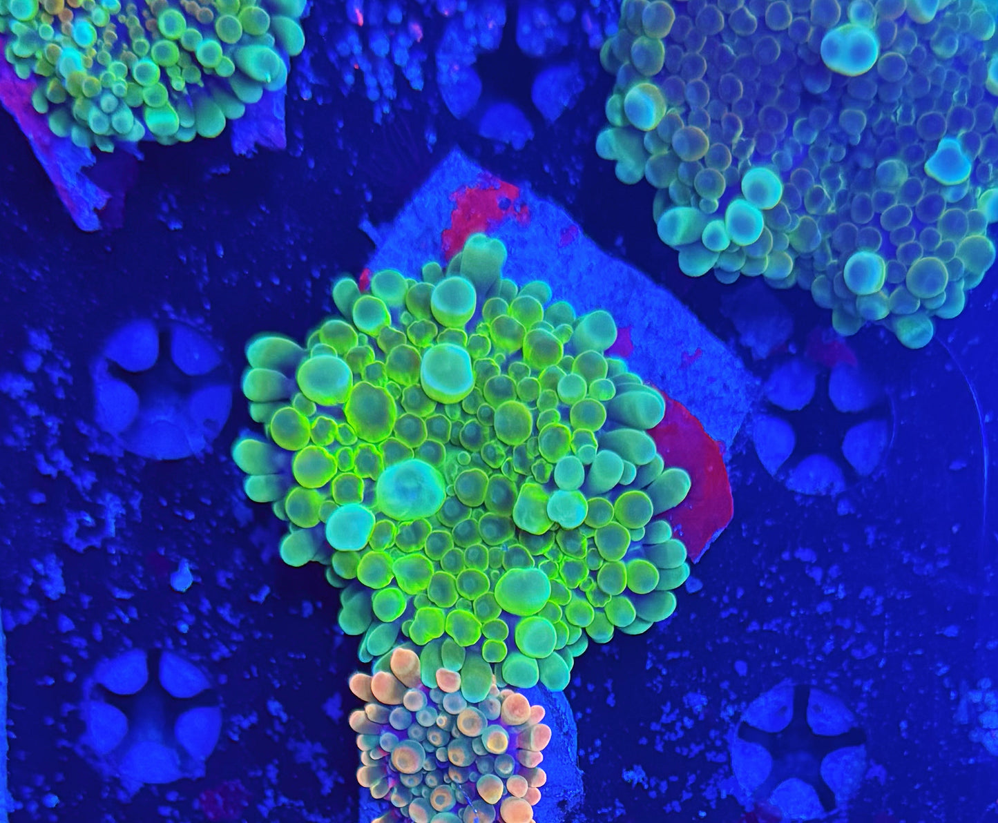 Malay Bouncing Mushroom (L)