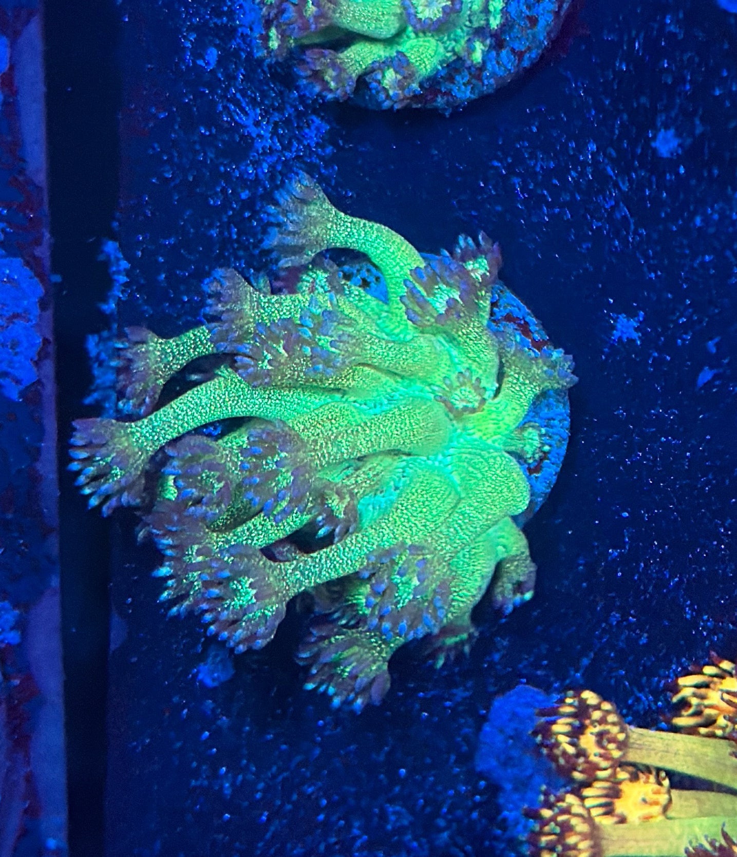 glitter goni tank grow