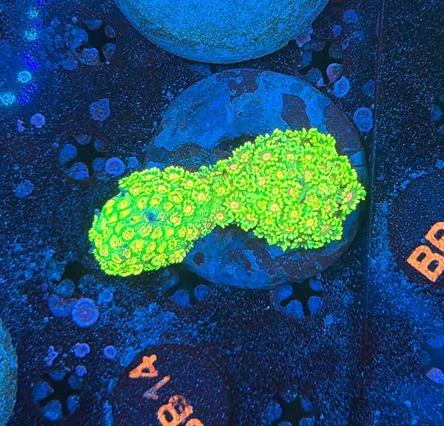Rainbow Goni colony