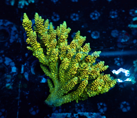 Malaysia tenuis