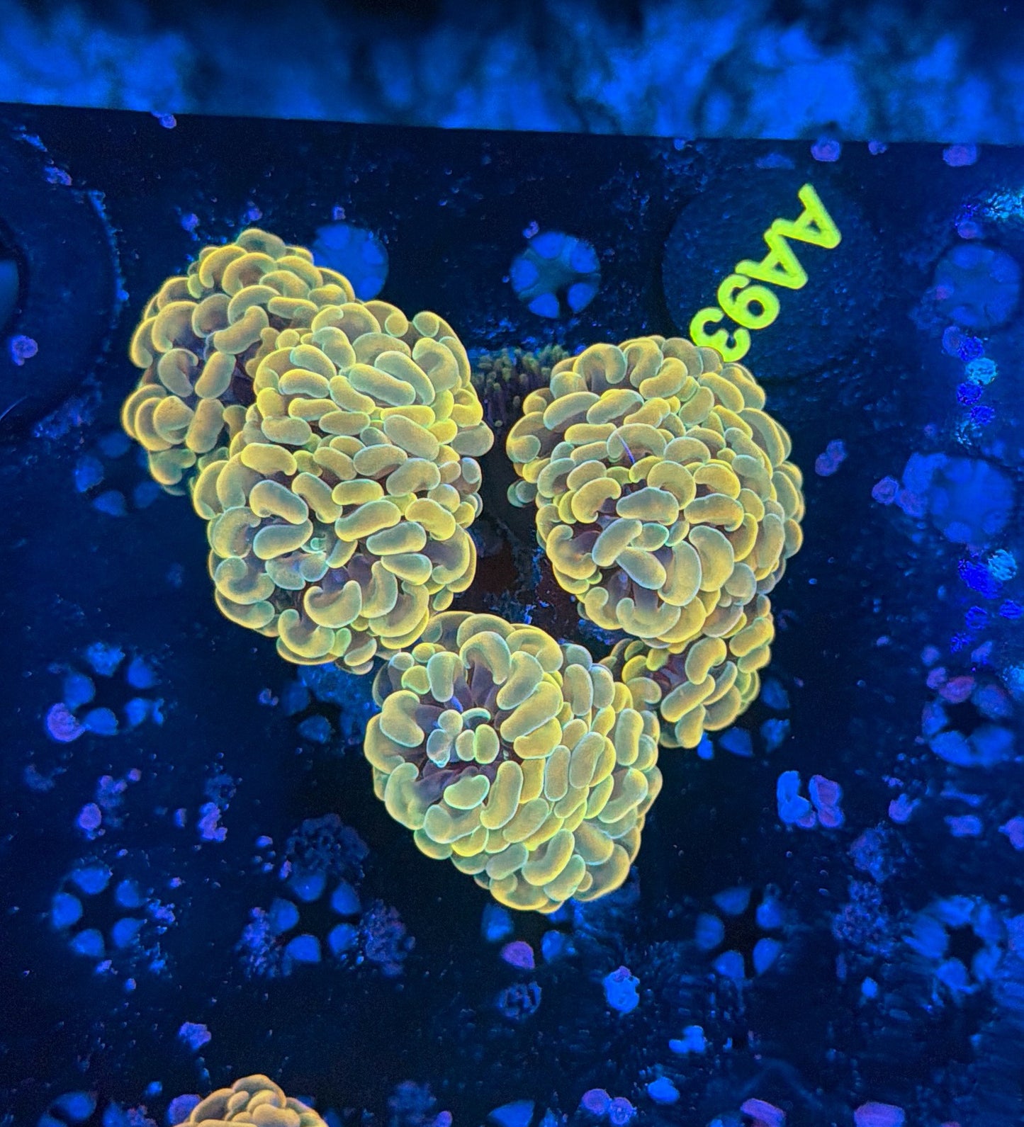 Indo hammer colony