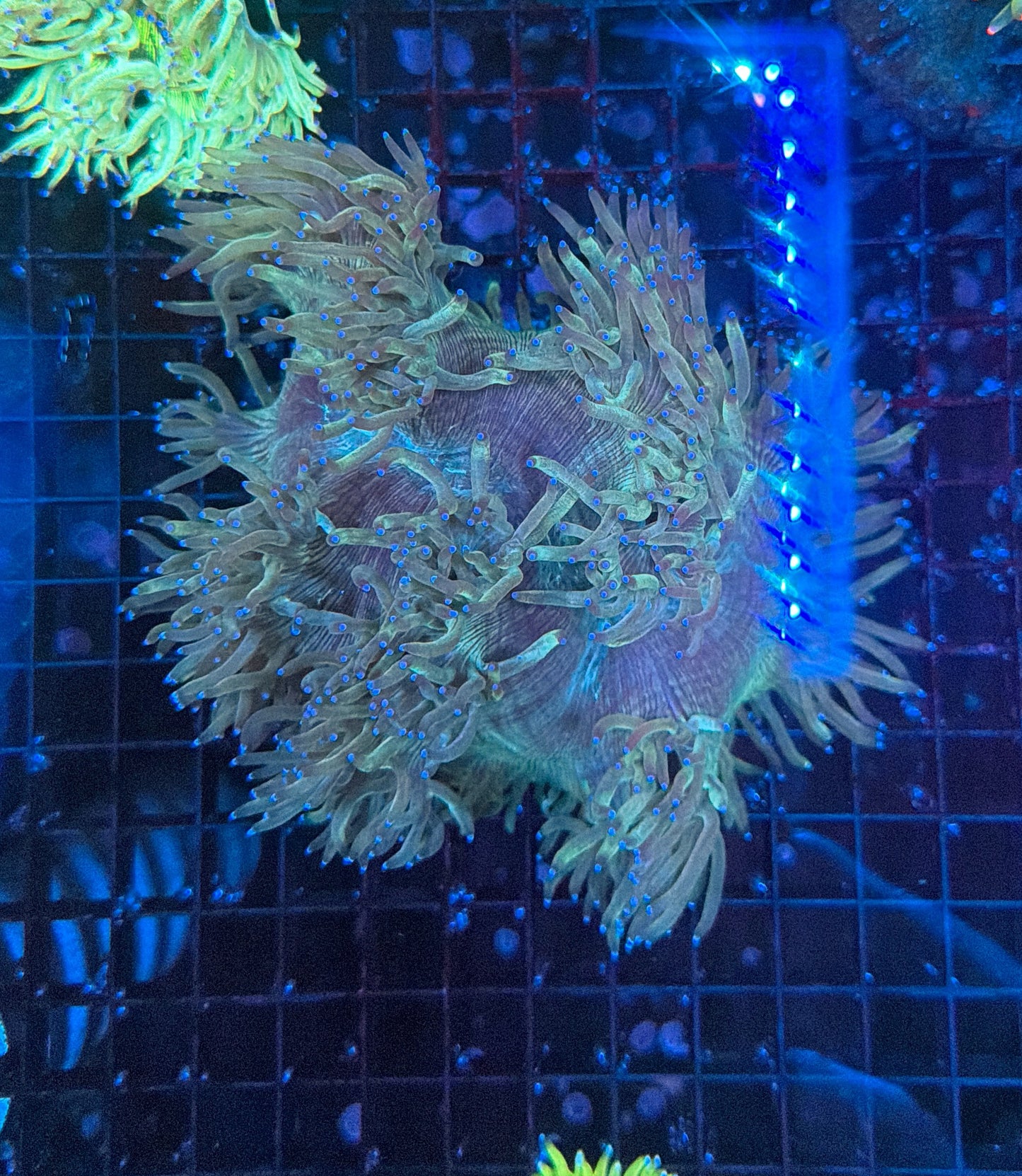 Elegance coral