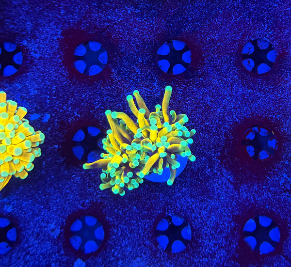 Asian banana (Retail Grade Good Condition)