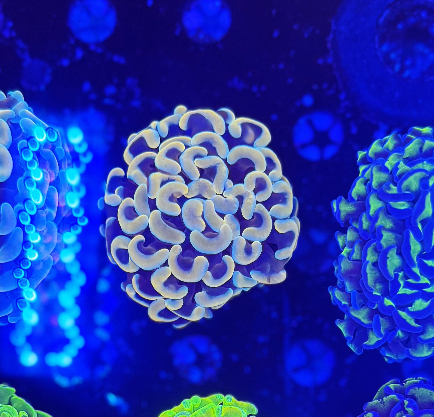 Malay Fat-head Hammer