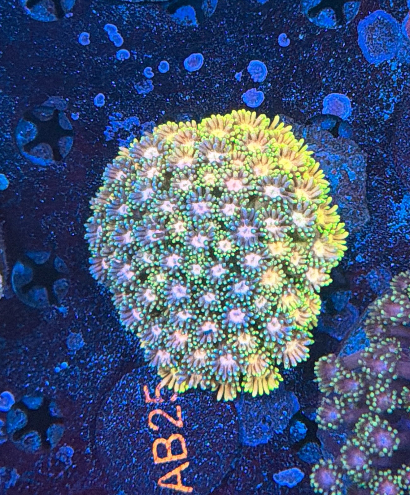Rainbow Goni colony