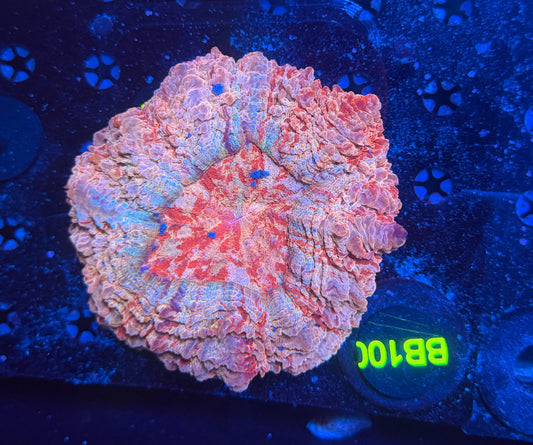 Rainbow acantho-BB100