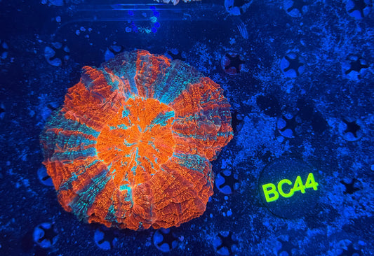 Rainbow acantho -BC44