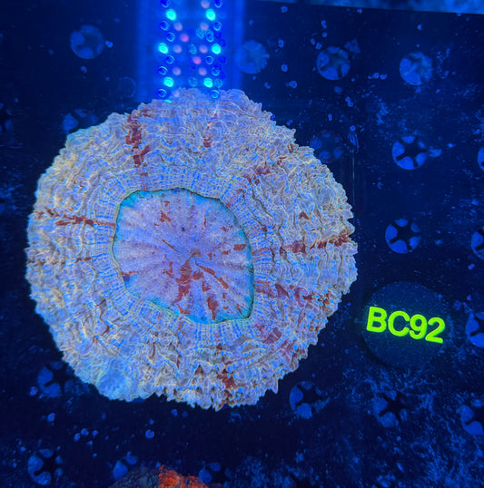 Rainbow acantho-BC92