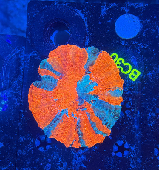 Rainbow acantho-BC30