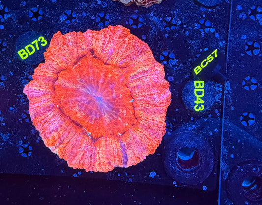 Rainbow acantho-BD43
