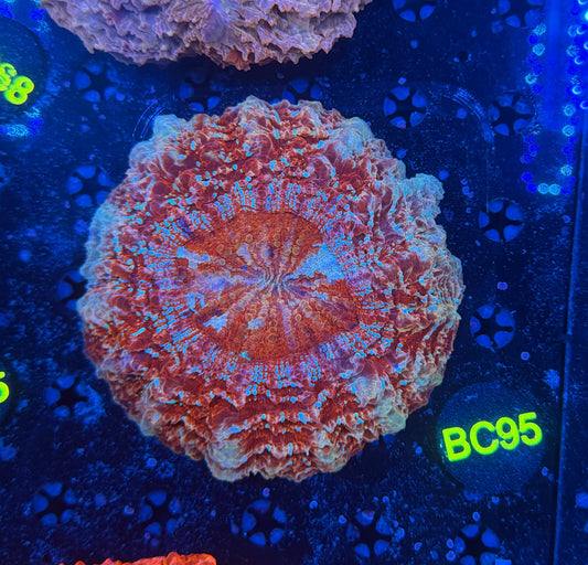 Rainbow acantho-BC95
