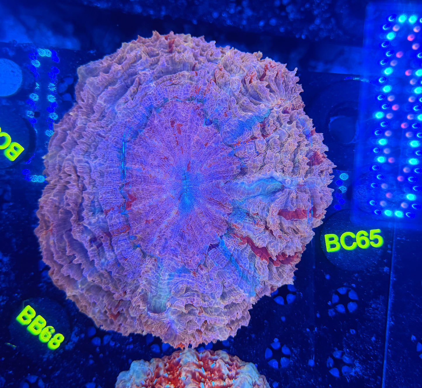 Rainbow acantho-BC65