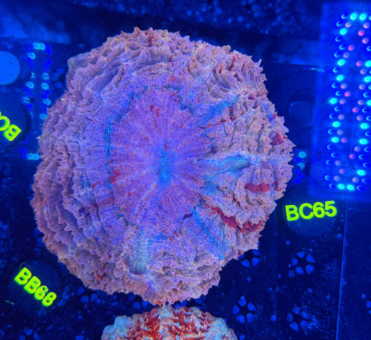 Rainbow acantho-BC65