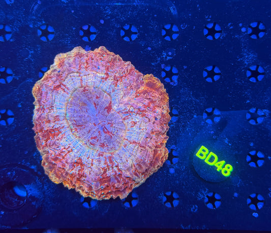 Rainbow acantho-BD48