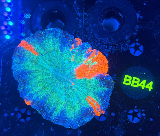 Rainbow acantho-BB44