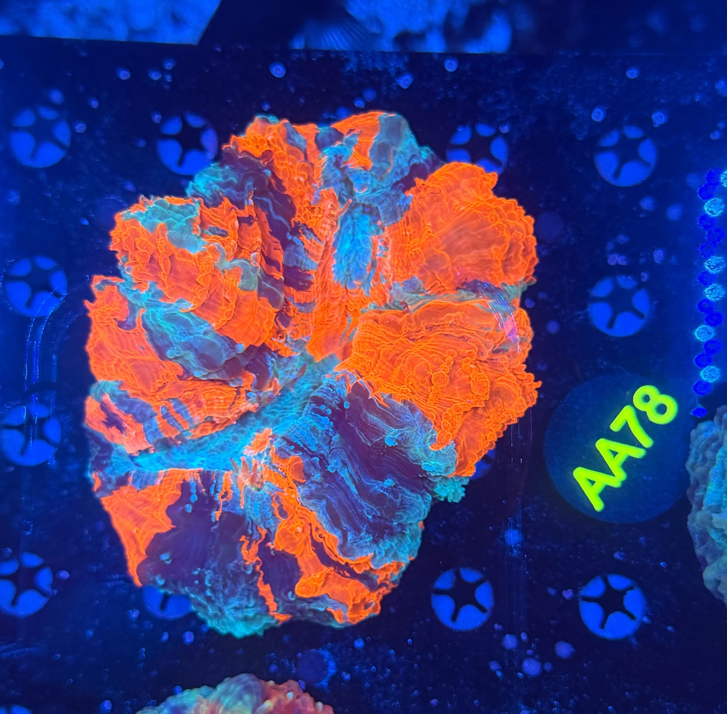Rainbow acantho-AA78