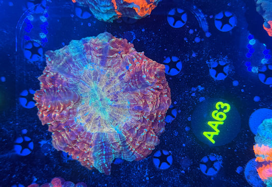 Rainbow acantho-AA63
