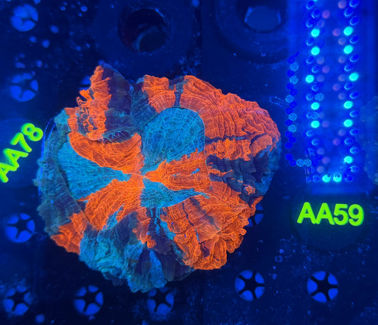 Rainbow acantho-AA59