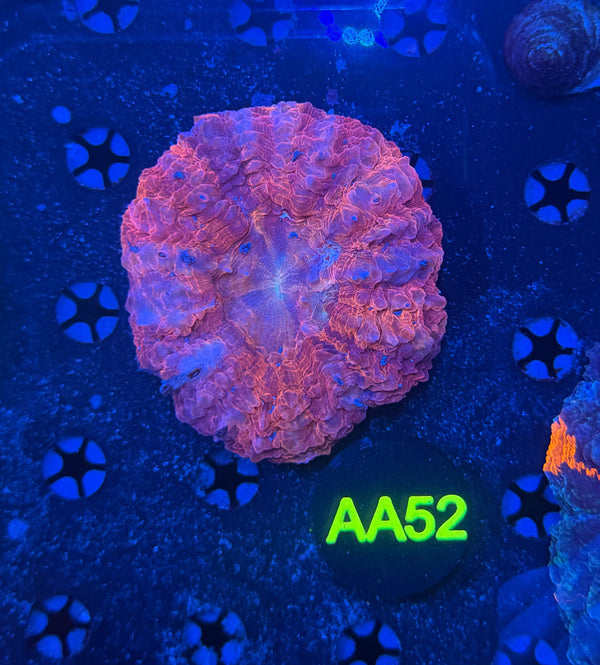 Rainbow acantho-AA52