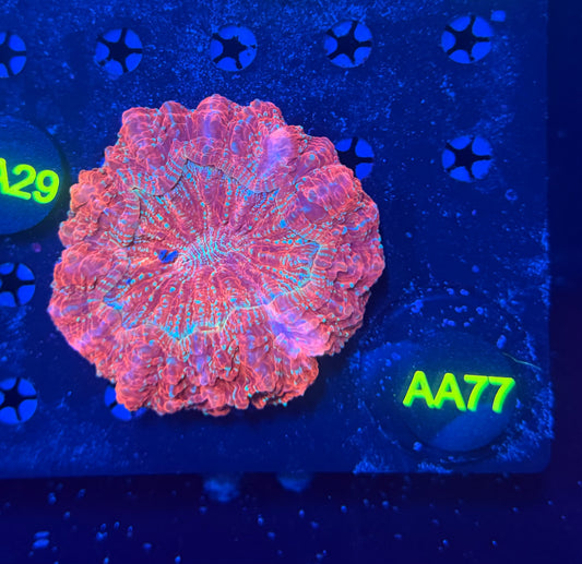 Rainbow acantho-AA77