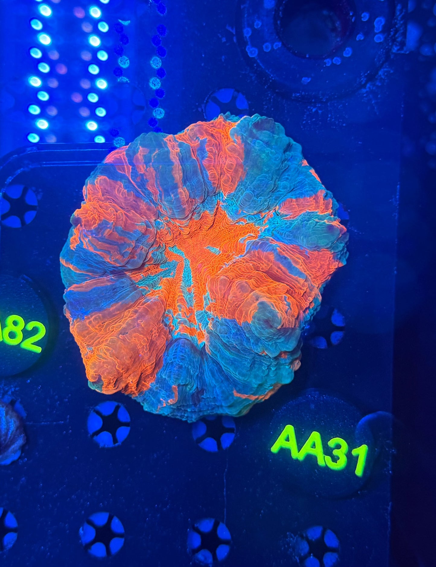 Rainbow acantho-AA31