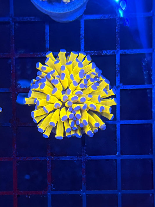 Malay tartar gold