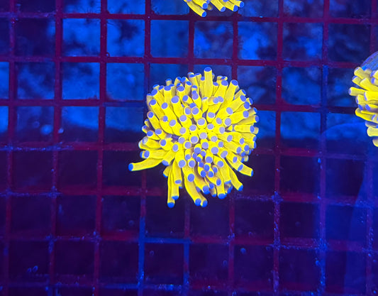 Malay tartar gold