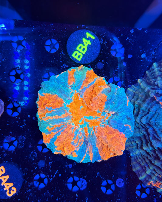 Rainbow Acantho-BB41
