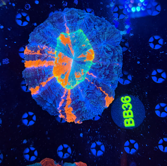 Rainbow Acantho-BB36