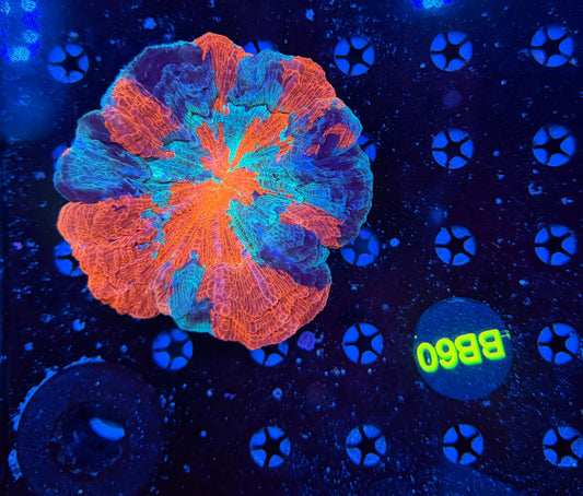 Rainbow Acantho-BB60