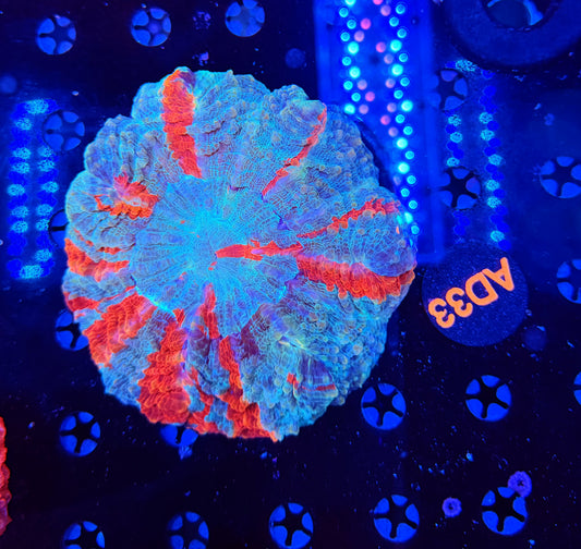 Rainbow Acantho-AD33