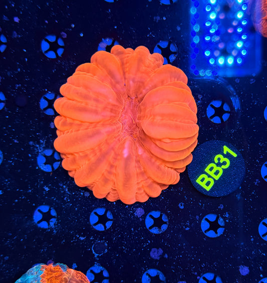 Cynaria -BB31