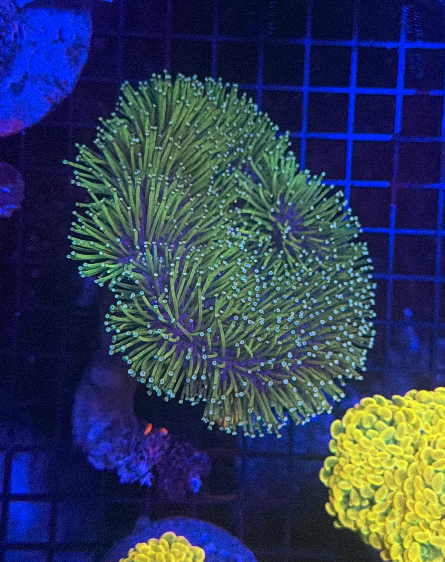 Malay blue tip toadstool