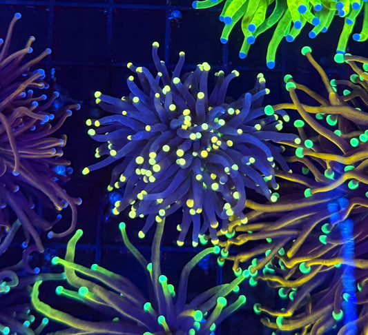 Neon Tip
